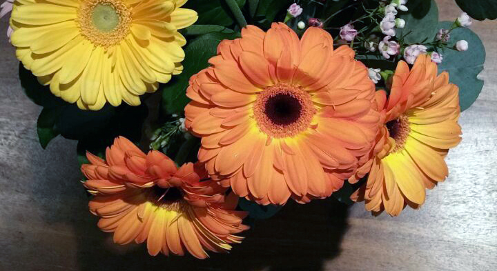 Long Blooming Perennials - Two Of My Favorites - Ground ...